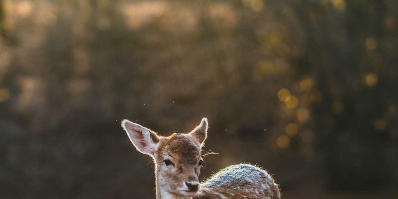 焕新山城记忆：重庆老旧小区改造中，紫色主题如何点亮装修工程新思路？